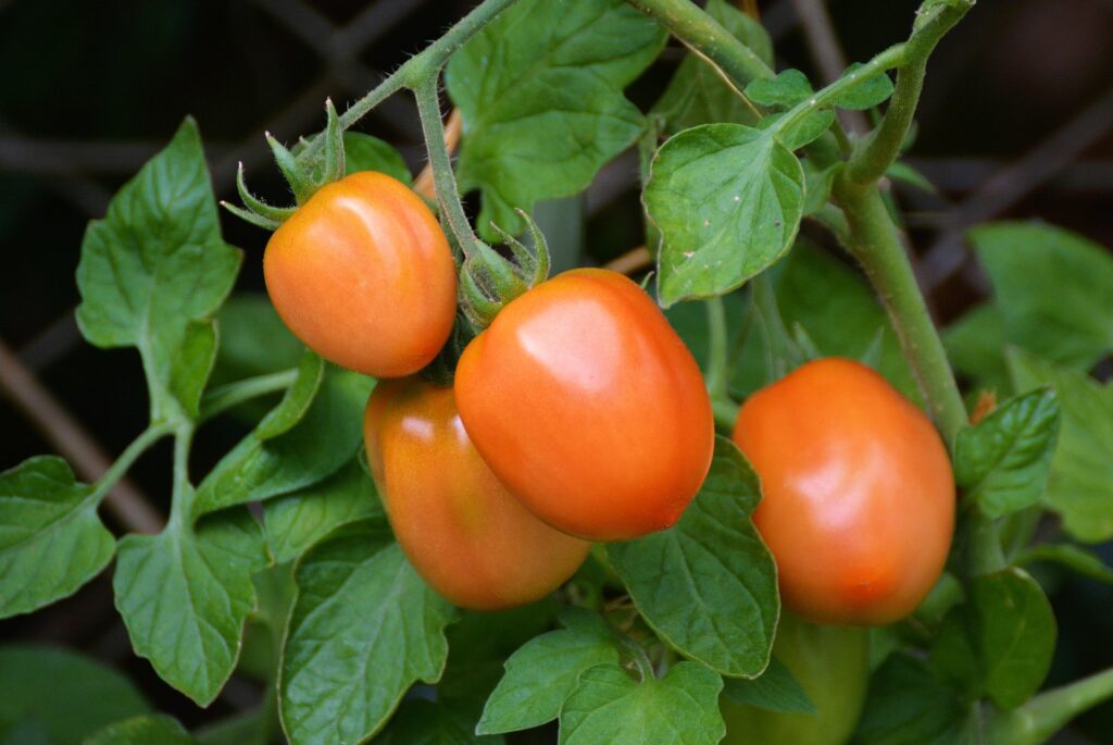 Rijpende tomaten aan struik in po