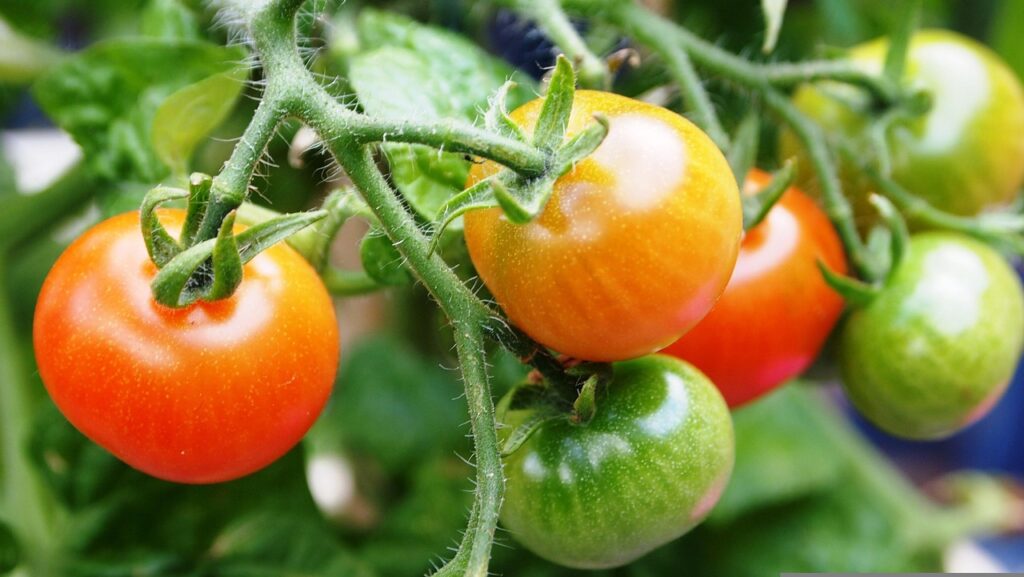 Tomatenplant in pot