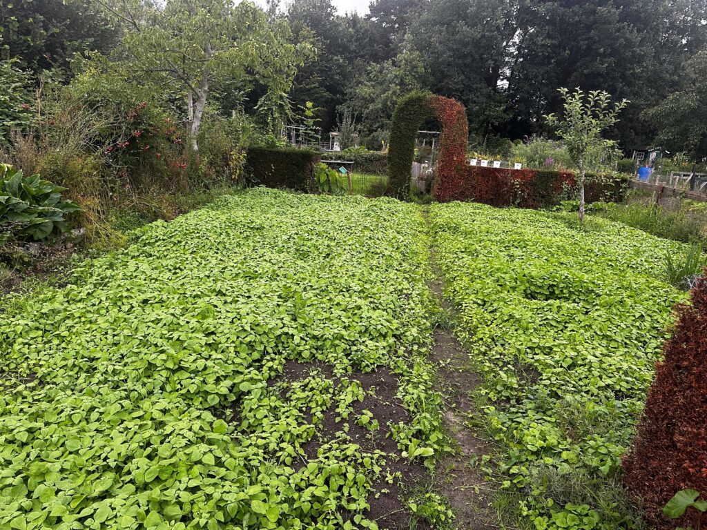Nieuwe moestuin gefotografeerd vanaf een andere hoek, met zichtbaar onkruid en ruimte voor toekomstige inrichting