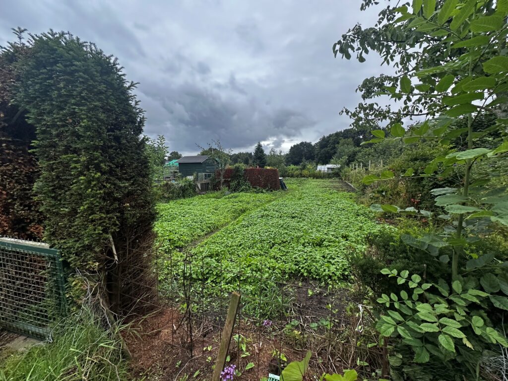 Overzichtsfoto van de nieuwe moestuin met veel onkruid dat nog moet worden opgeruimd