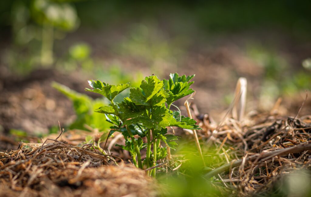 Moestuin winterklaar maken met natuurlijke stappen